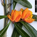 SpeciesSub: 'Orange King'
